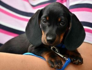 Dachshund Breeder
