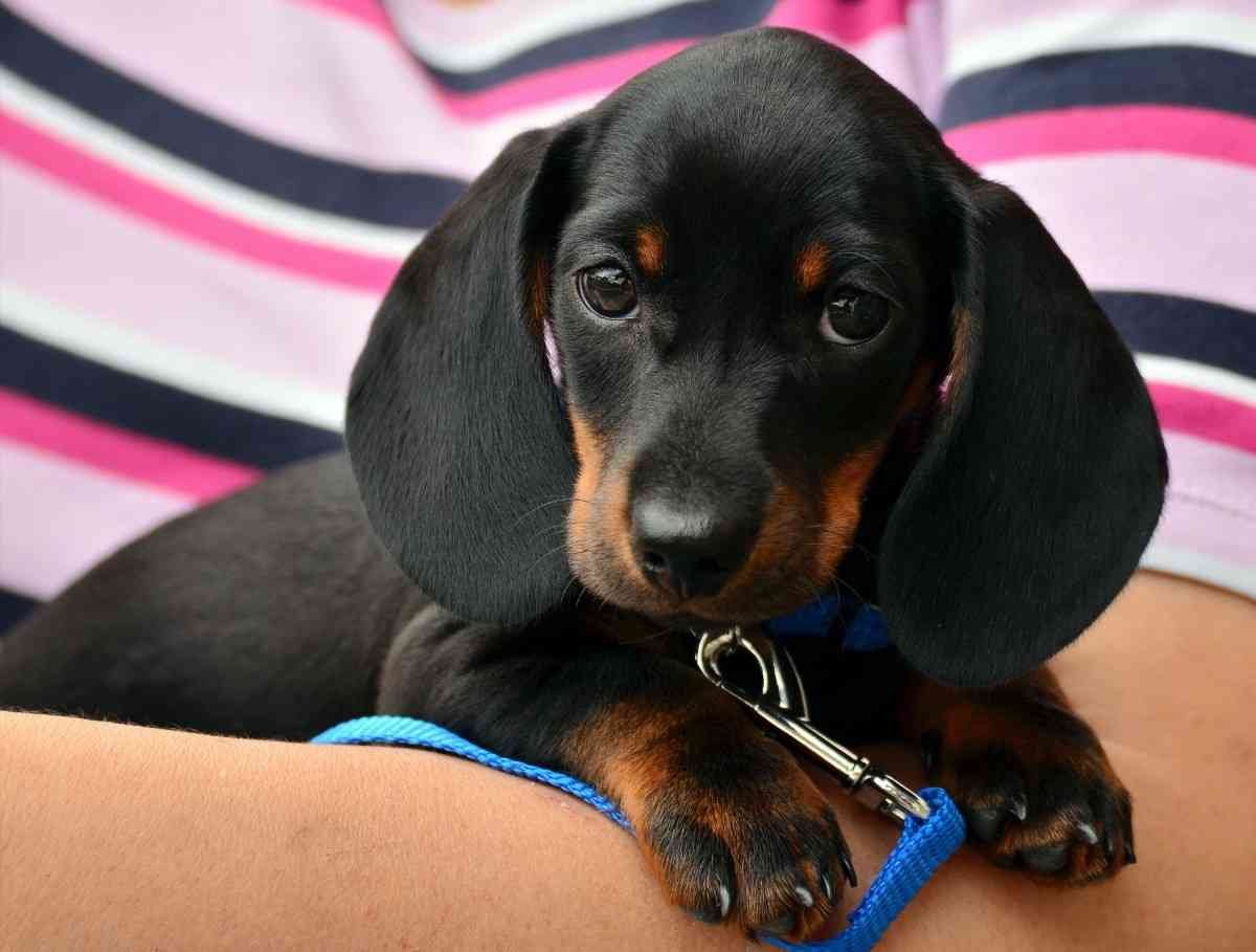 Dachshund Breeder