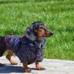 Dachshund vs Mini Dachshund