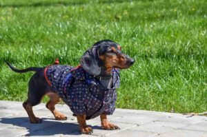 Dachshund vs Mini Dachshund