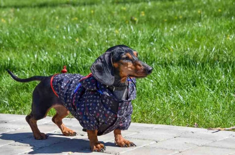 Dachshund vs Mini Dachshund