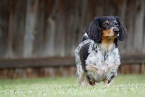 Dachshunds Shed