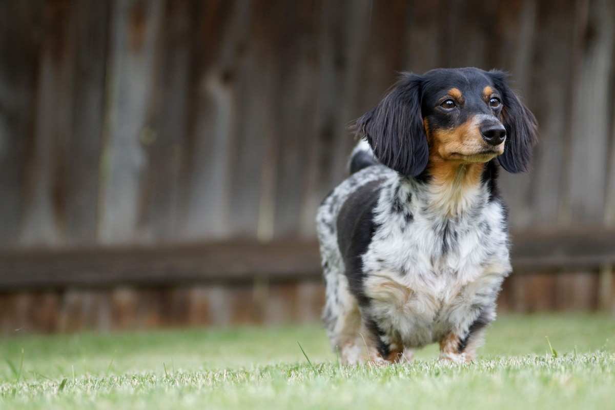 Dachshunds Shed