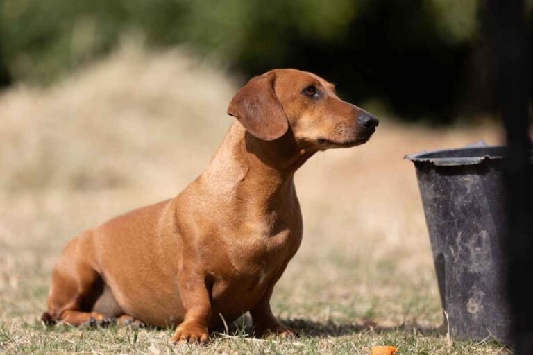 Dachshunds