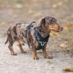 Dapple Dachshund