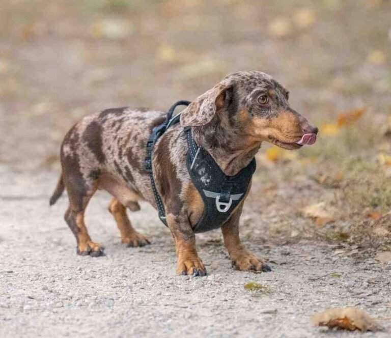 Dapple Dachshund