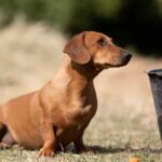 How Smart Are Dachshunds? The Truth About Their Intelligence