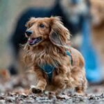 Long-Haired Dachshund
