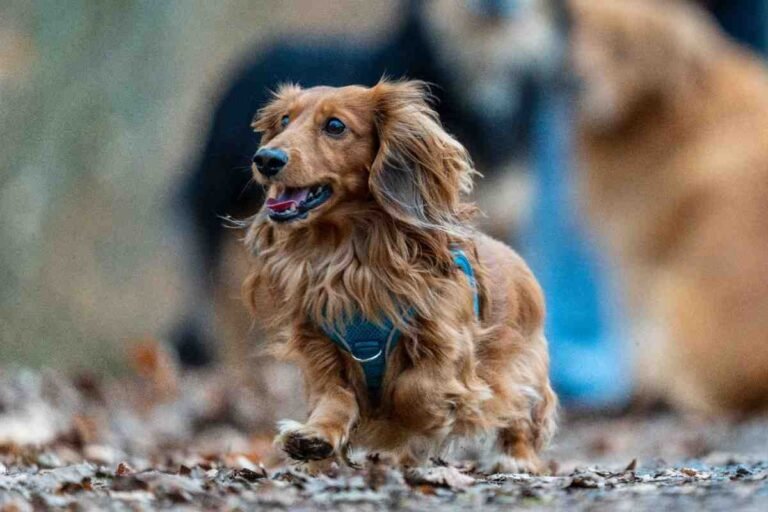 Long-Haired Dachshund