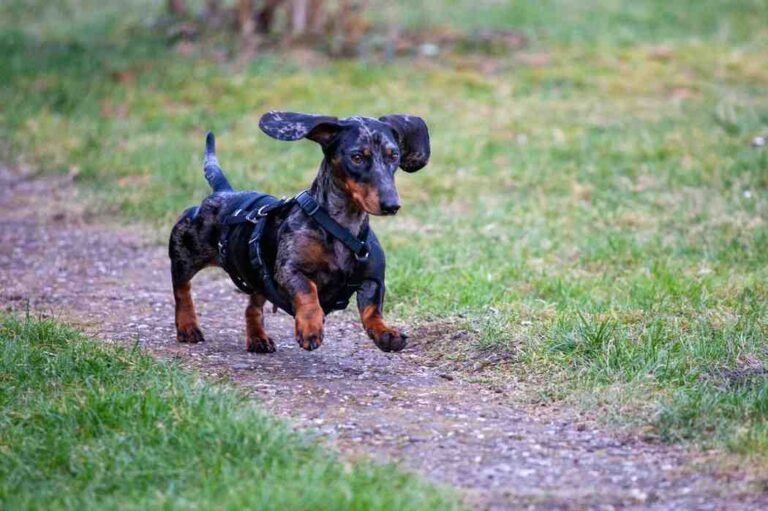 Miniature Dachshund Lifespan: How Long Do They Live?