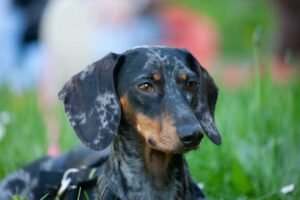 Piebald vs Dapple Dachshund