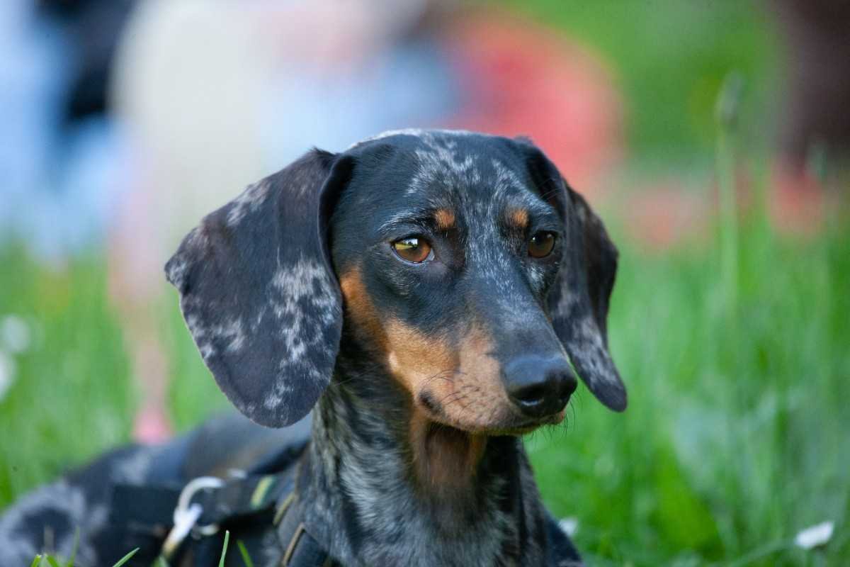 Piebald vs Dapple Dachshund