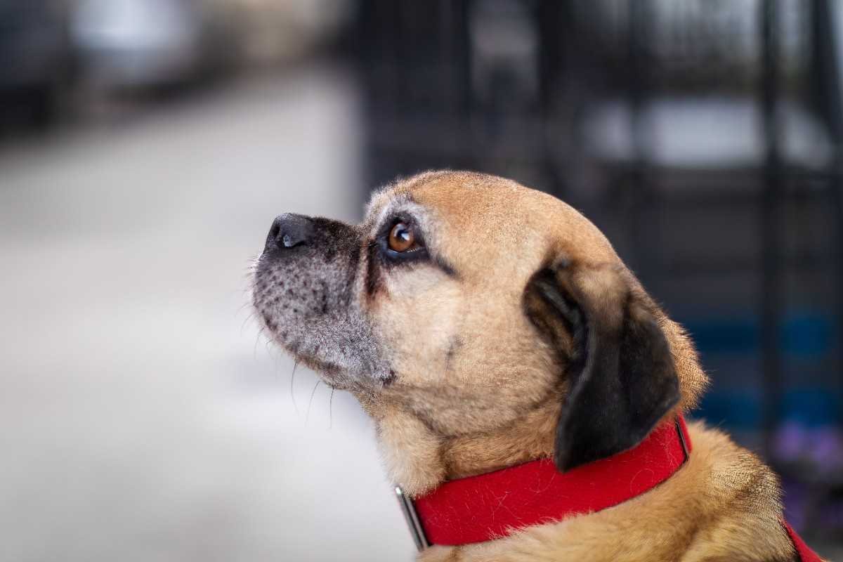 Pug Dachshund Mix