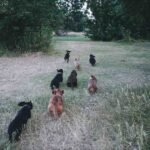 Types of Dachshunds: Which One Is Right for You?