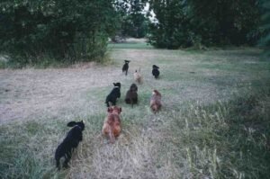 Types of Dachshunds: Which One Is Right for You?