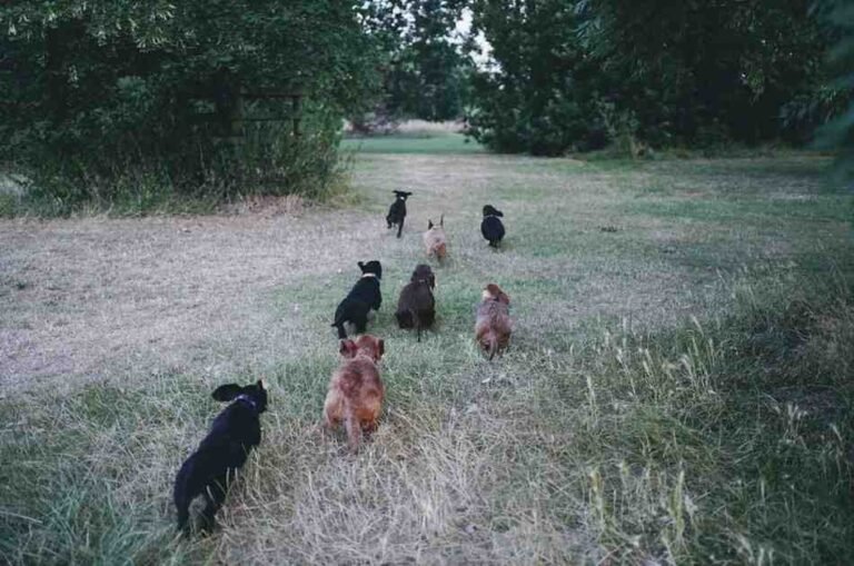 Types of Dachshunds: Which One Is Right for You?