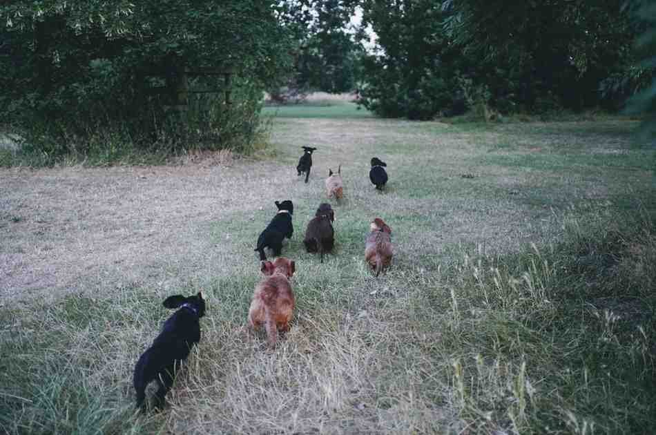 Types of Dachshunds: Which One Is Right for You?