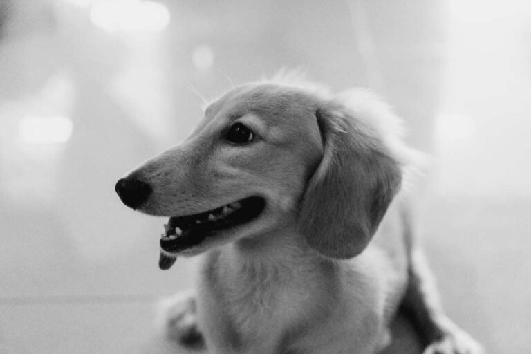 Why Are English Cream Dachshunds So Expensive?