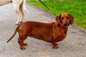 dachshund size