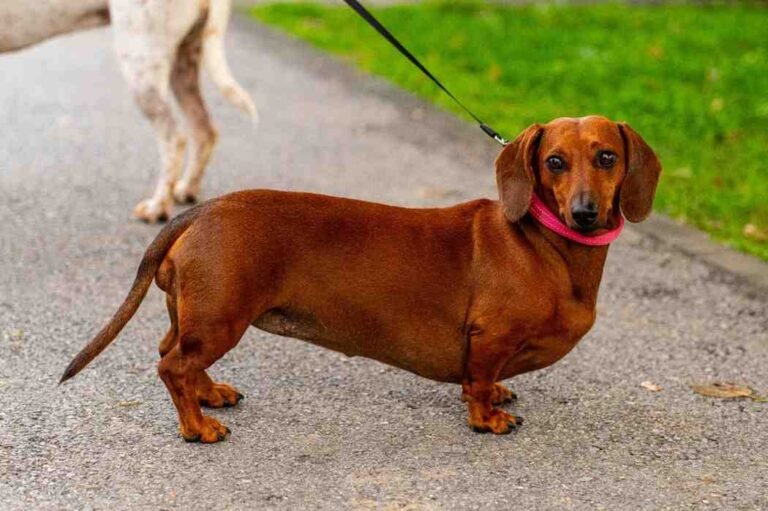 dachshund size