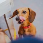 mini dachshund food