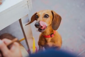 mini dachshund food