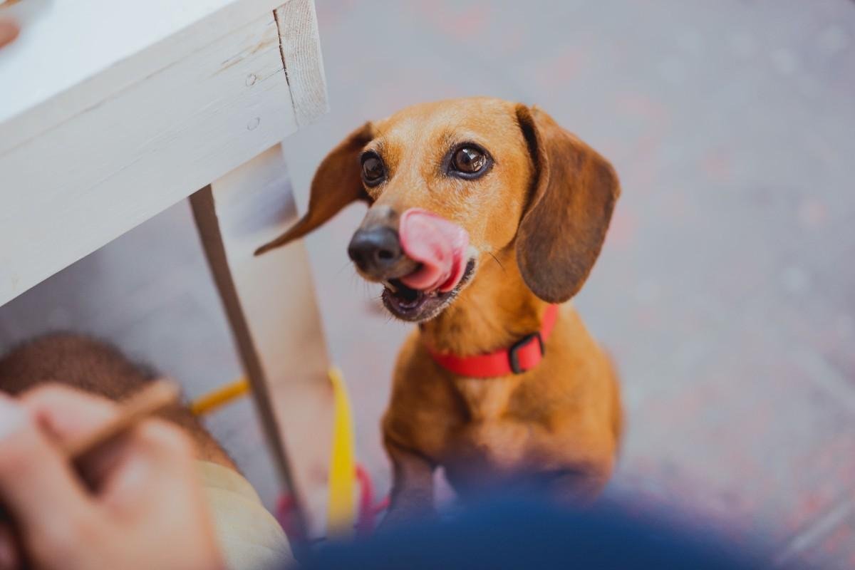 mini dachshund food