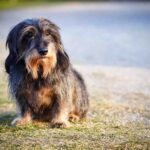 wire-haired dachshund
