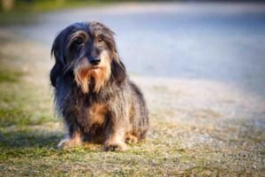 wire-haired dachshund