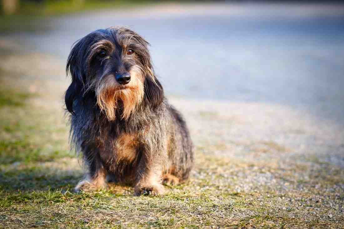 wire-haired dachshund