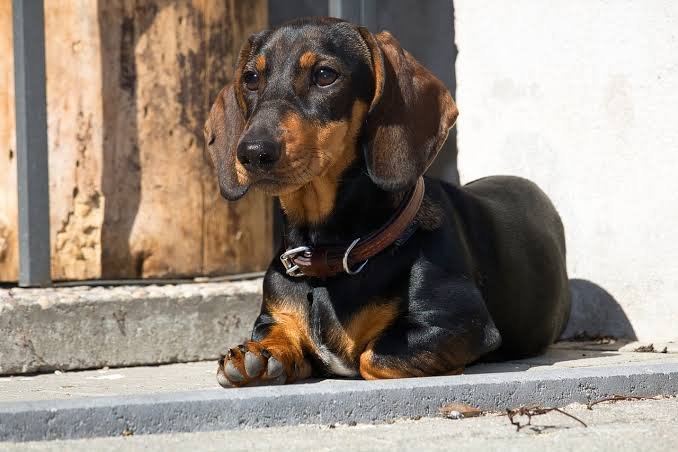 100+ Cute & Unique Male Dachshund Names