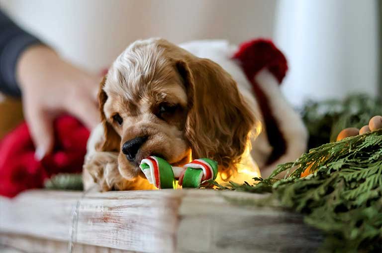 Dachshund Cocker Spaniel Mix