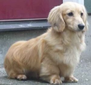 Dachshund Golden Retriever Mix
