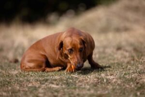 Dachshund History: What Were They Bred to Do?