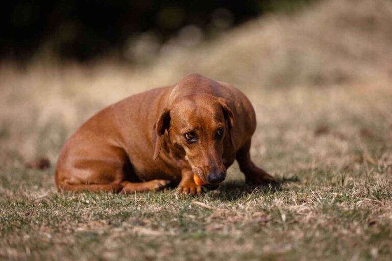 Dachshund History: What Were They Bred to Do?