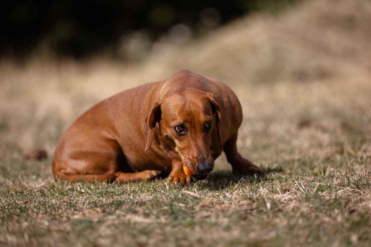 Dachshund History: What Were They Bred to Do?