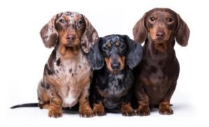 Dachshund Mix Breeds