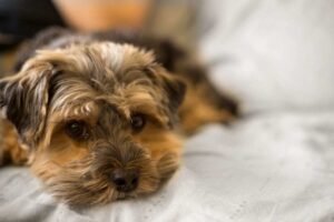 Dachshund Yorkie Mix