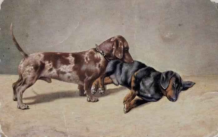 Dapple Dachshund Genetics