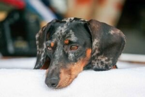 Double Dapple Dachshund