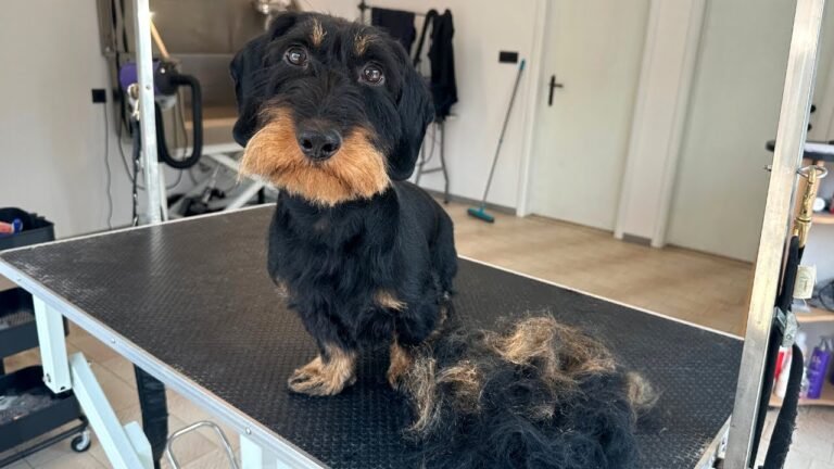 How to Groom a Wire-Haired Dachshund