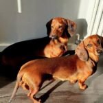 Kaninchen vs Miniature Dachshund: What’s the Difference?