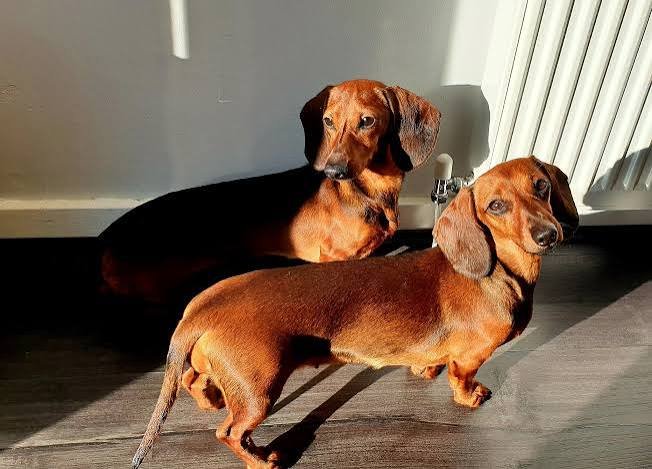 Kaninchen vs Miniature Dachshund: What’s the Difference?
