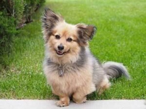 Pomeranian Dachshund Mix