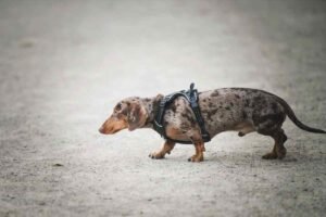 short-haired dachshunds