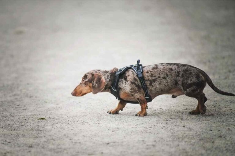 short-haired dachshunds