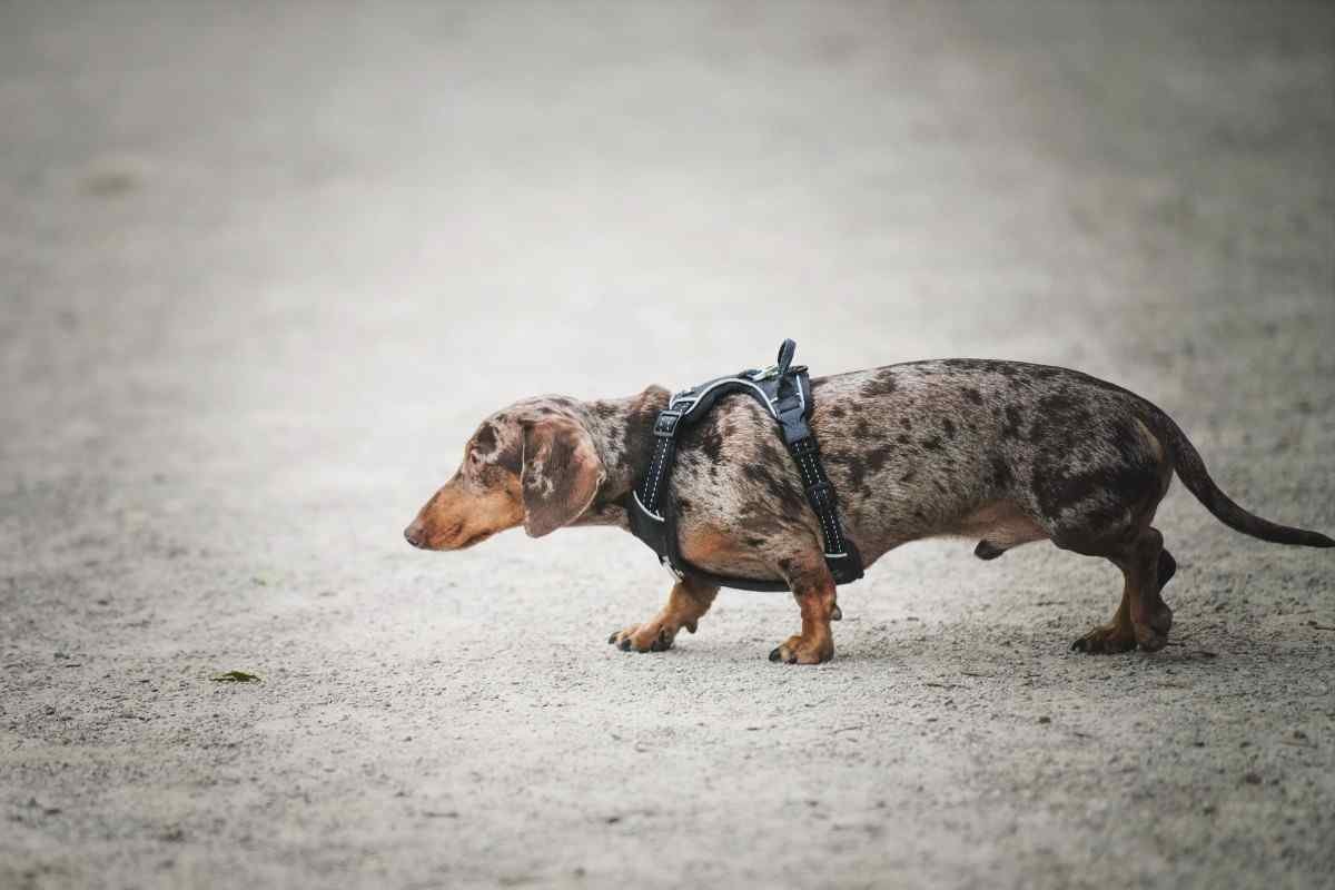 short-haired dachshunds