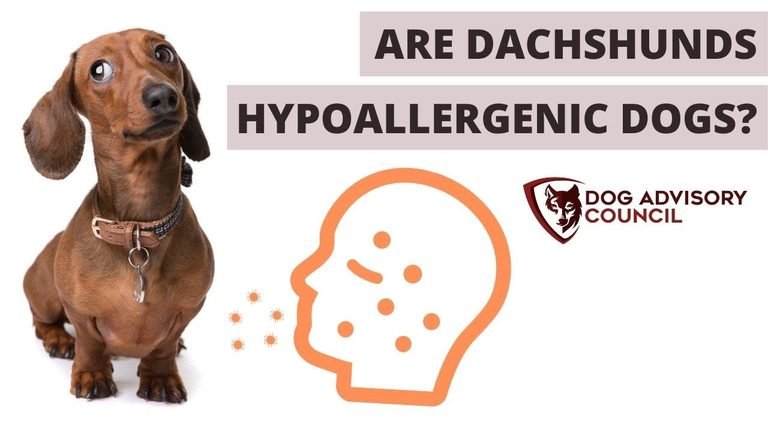 Are Dachshunds Hypoallergenic