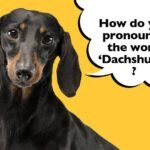 How Dachshund Is Actually Pronounced