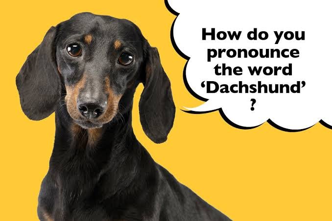 How Dachshund Is Actually Pronounced